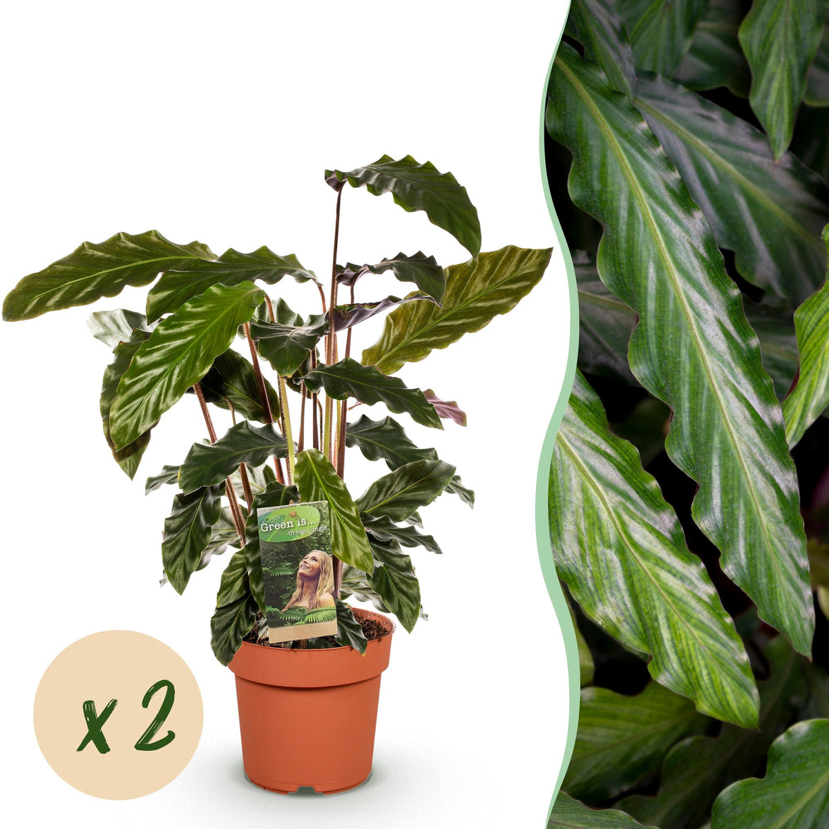2× Calathea Rufibarba – Ø17 cm, 55–60 cm hoog