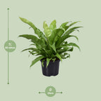 Asplenium Antiquum (fugleredbreg) – Ø23 cm, 60 cm høj