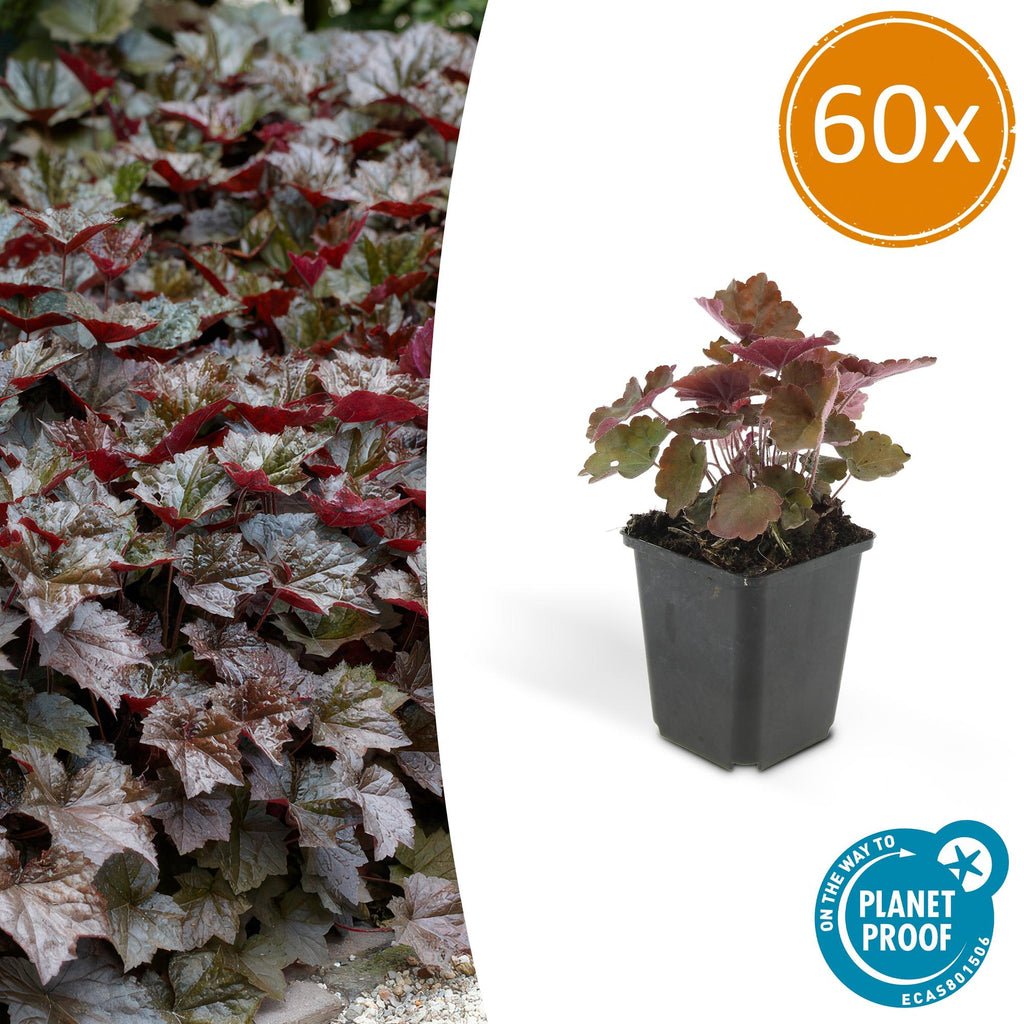 Heuchera mic. 'Palace Purple' (purperklokje) – 60 planten, Ø9 cm, 10–25 cm hoog