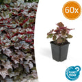 Heuchera mic. 'Palace Purple' (purperklokje) – 60 planten, Ø9 cm, 10–25 cm hoog
