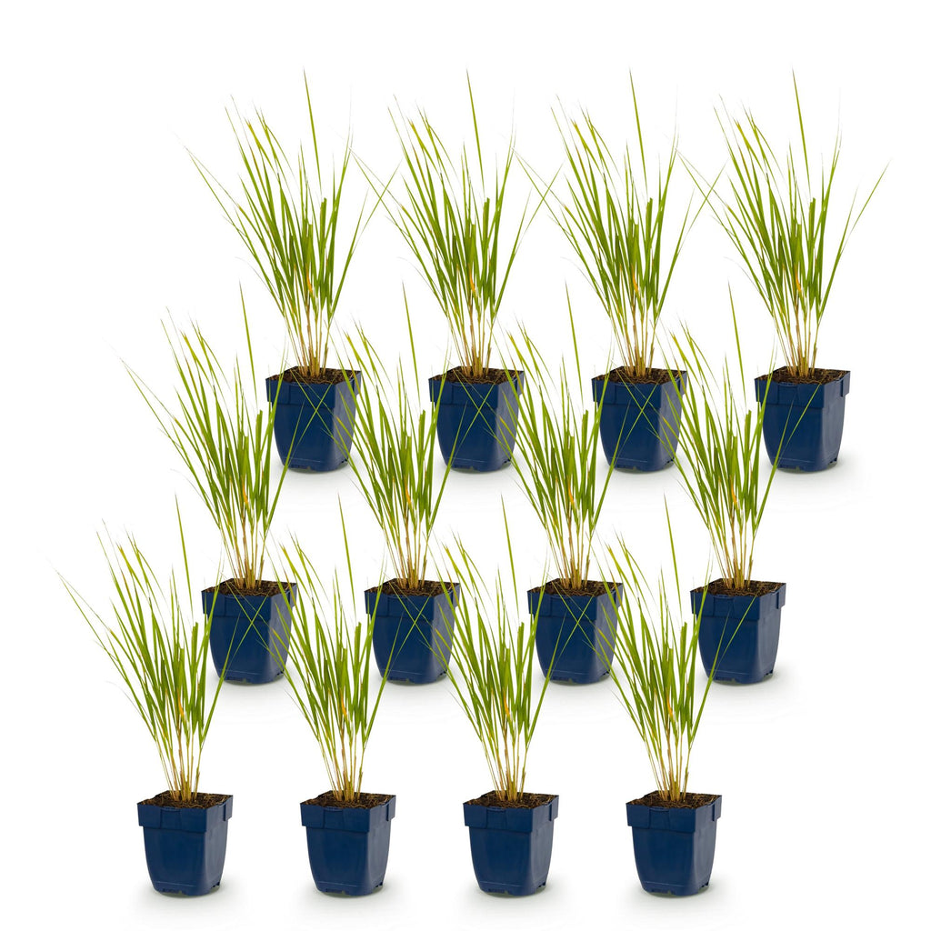 Calamagrostis 'Karl Foerster' (stipe) – 12 plants, Ø11 cm, 15–25 cm de haut – photo 2