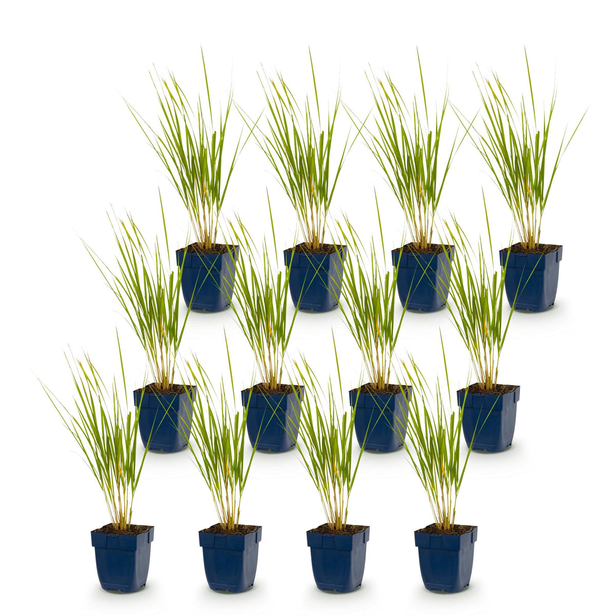Calamagrostis 'Karl Foerster' (stipe) – 12 plants, Ø11 cm, 15–25 cm de haut – photo 2