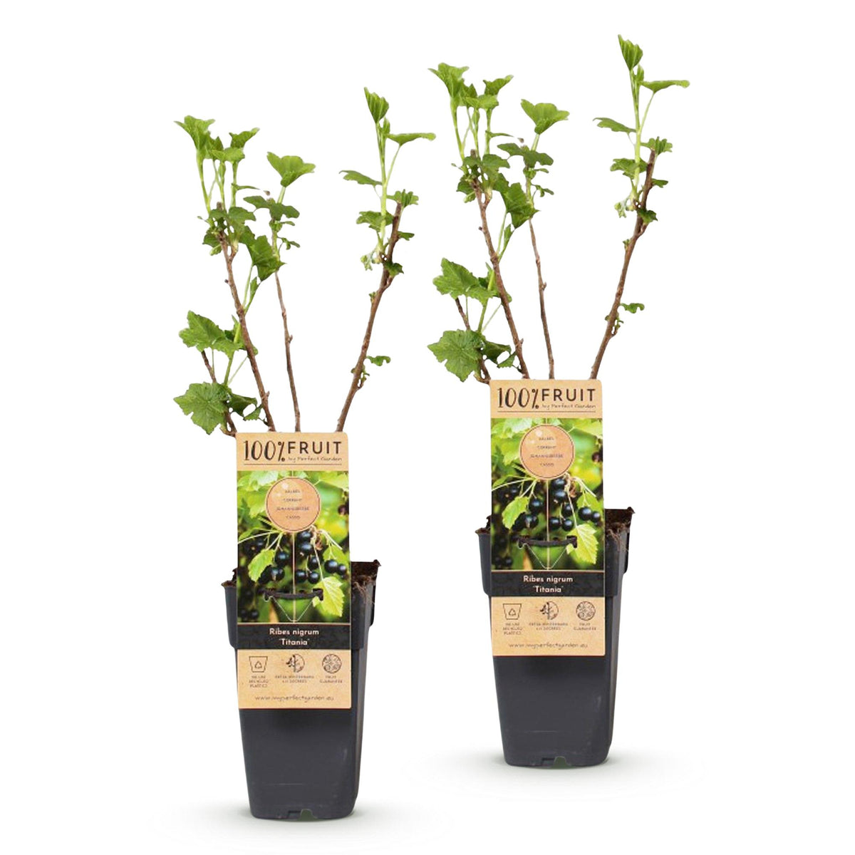 Ribes nigrum 'Titania' (cassis) – 2 plants, Ø15 cm, 50 cm de haut – photo 2