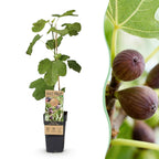 Ficus caria 'Little Miss Figgy' (fig tree) – 2 plants, Ø15 cm, 50 cm high