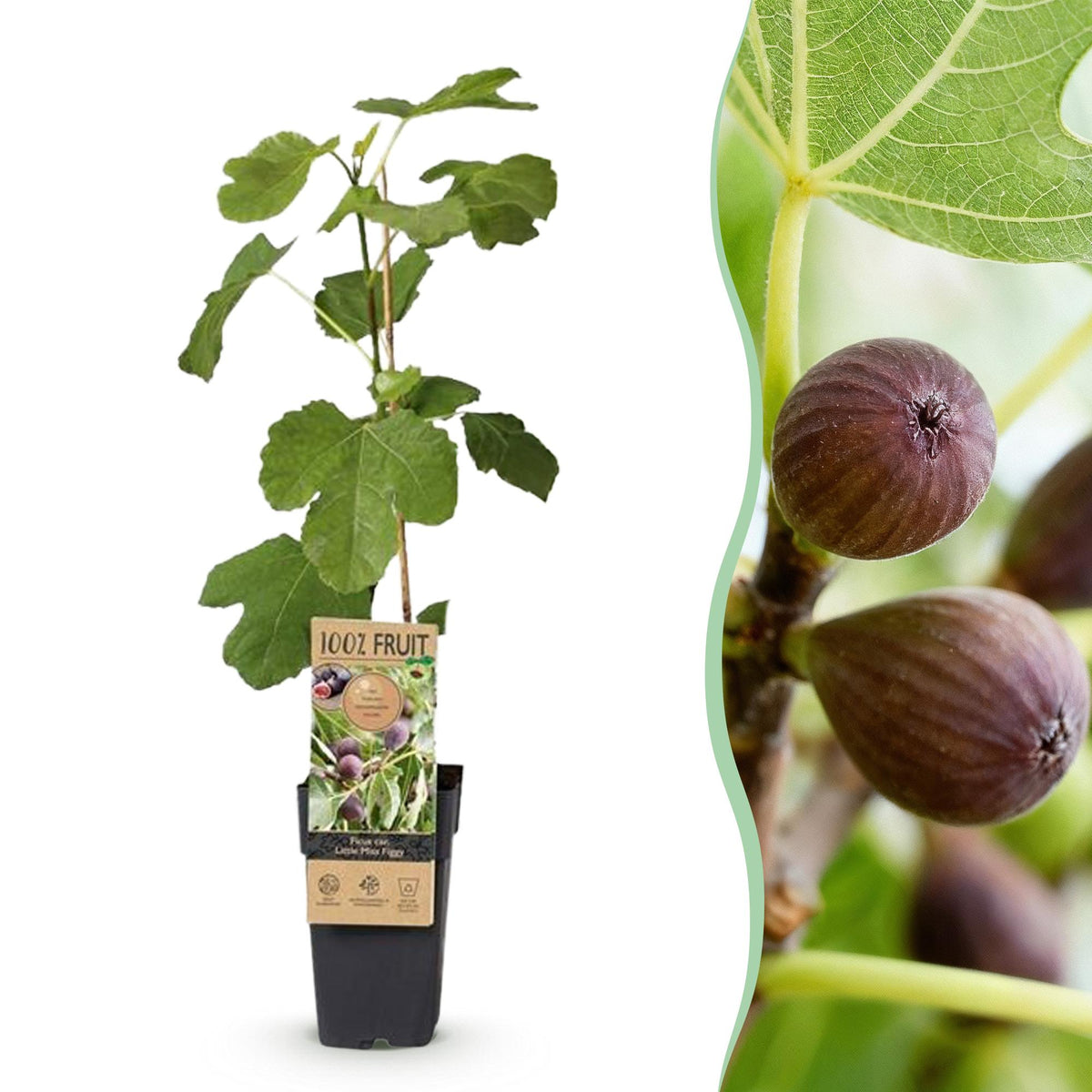 Ficus caria 'Little Miss Figgy' (figen) – 2 planter, Ø15 cm, 50 cm høje