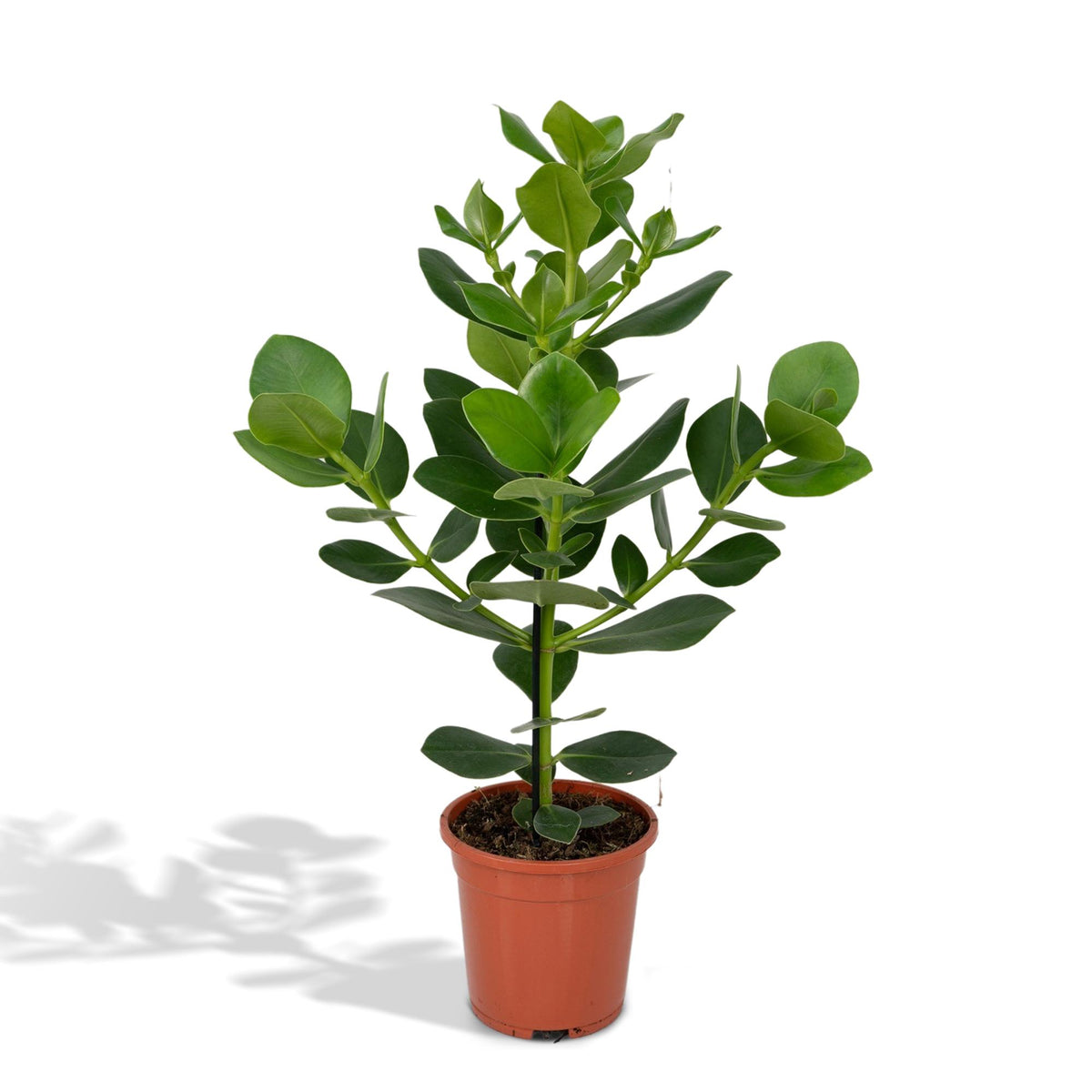 Clusia Rosea Princess – Ø 17 cm, 60 cm hoch