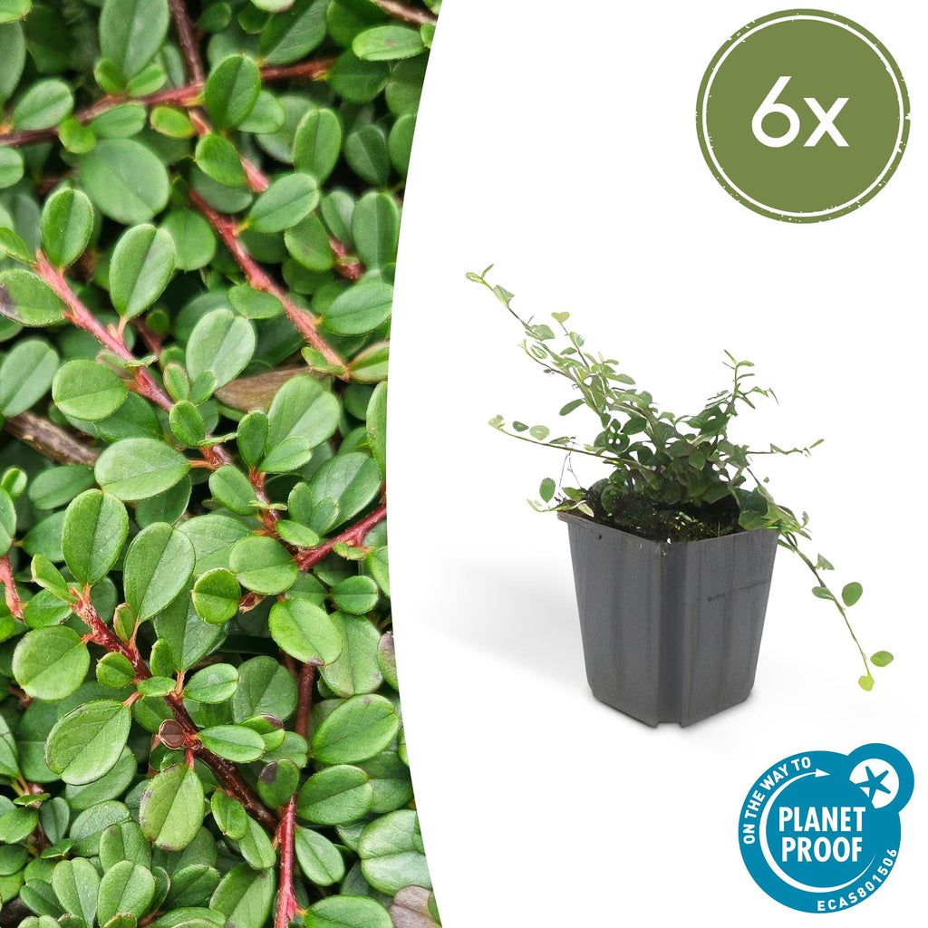 Cotoneaster pr. 'Streib’s Findling' (dwarf cotoneaster) – 6 plants, Ø9 cm, 10–25 cm high – photo 2