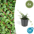 Cotoneaster pr. 'Streib’s Findling' (dwarf cotoneaster) – 6 plants, Ø9 cm, 10–25 cm high