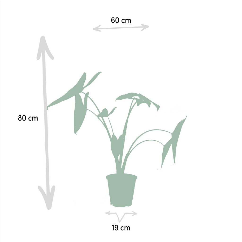 Alocasia Lauterbachiana (elefantøre) – Ø19 cm, 75 cm høj – billede 4