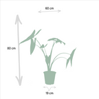 Alocasia Lauterbachiana (elefantøre) – Ø19 cm, 75 cm høj