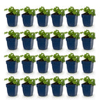 Géranium cantabrigiense 'Cambridge' (géranium vivace) – rose clair – 24 plants, Ø11 cm, 15–25 cm de haut