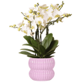 Phalaenopsis 'Lausanne' blanc (orchidée) dans pot décoratif Horizon rose – Ø12 cm, 41 cm de haut