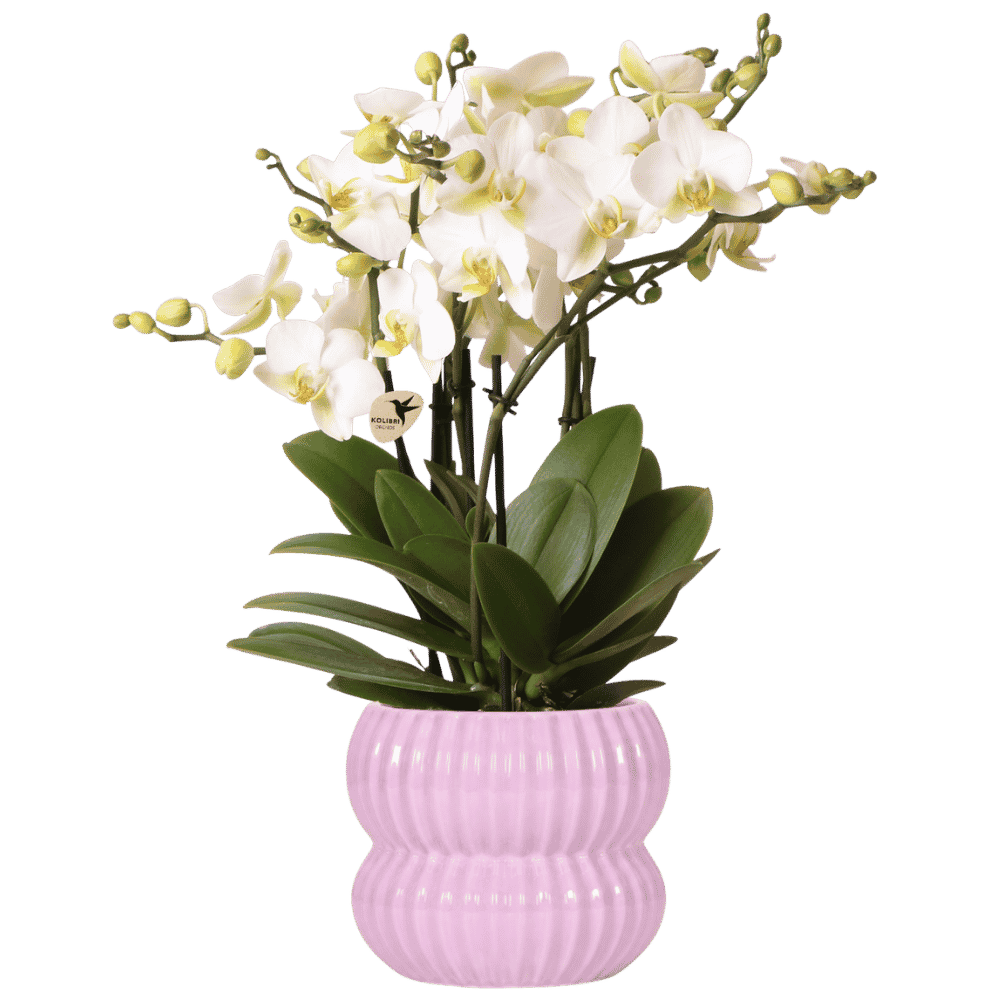 Phalaenopsis 'Lausanne' wit (orchidee) in Horizon sierpot roze – Ø12 cm, 41 cm hoog