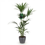 Howea forsteriana (Kentia-Palme) im grauen Pflanztopf – Ø 21 cm, 120–130 cm hoch