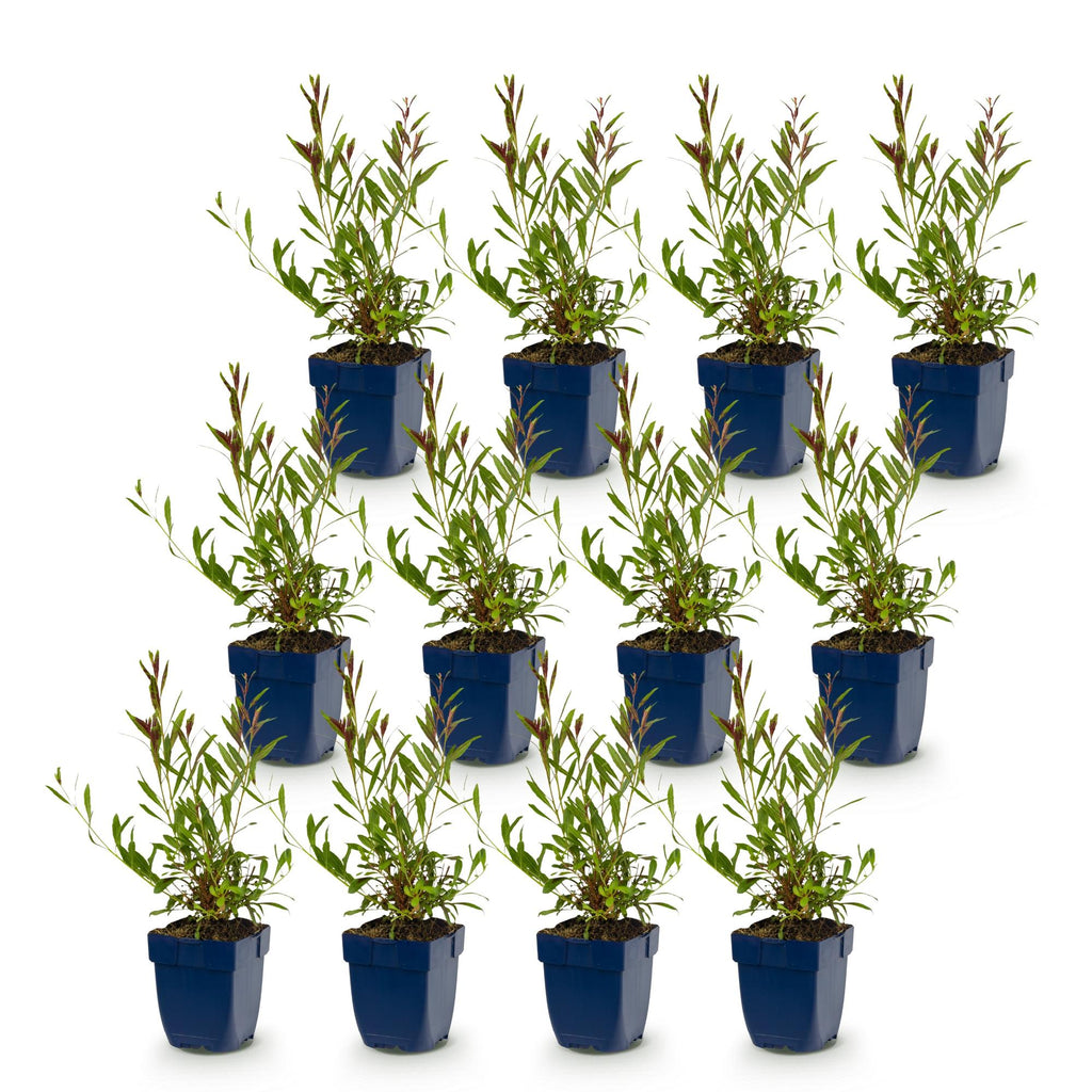 Gaura lindh. 'Whirling Butterflies' (prachtkaars) – wit – 12 planten, Ø11 cm, 15–25 cm hoog – foto 2
