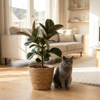 Ficus elastica Cloe (plante caoutchouc) avec panier – Ø19 cm, 65 cm de haut