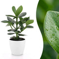 Clusia Princess en pot décoratif blanc – Ø12 cm, 40 cm de haut