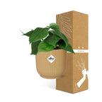 Philodendron scandens in ELHO Vibes Fold 14cm geel – 25 cm hoog