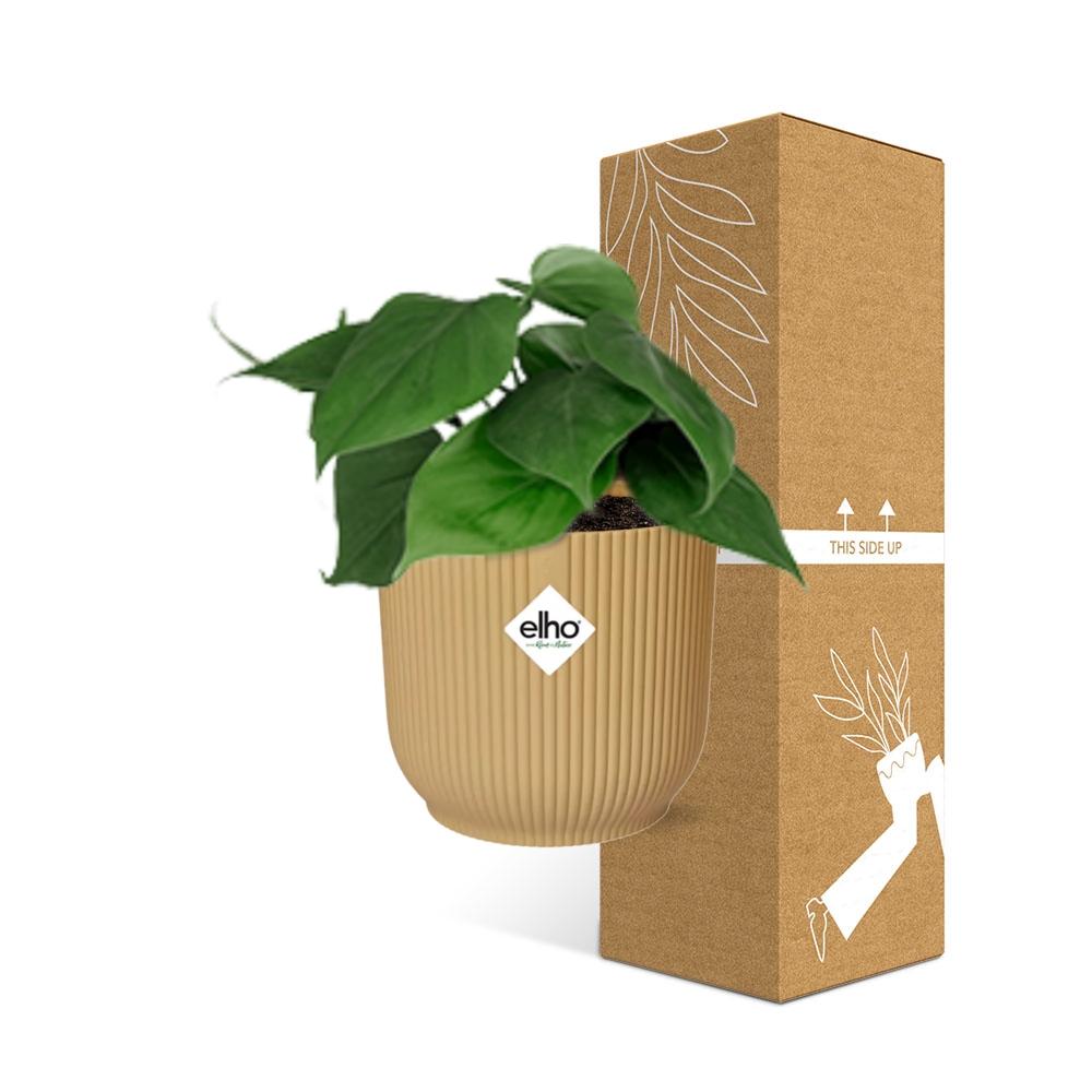 Philodendron scandens in ELHO Vibes Fold 14cm geel – 25 cm hoog