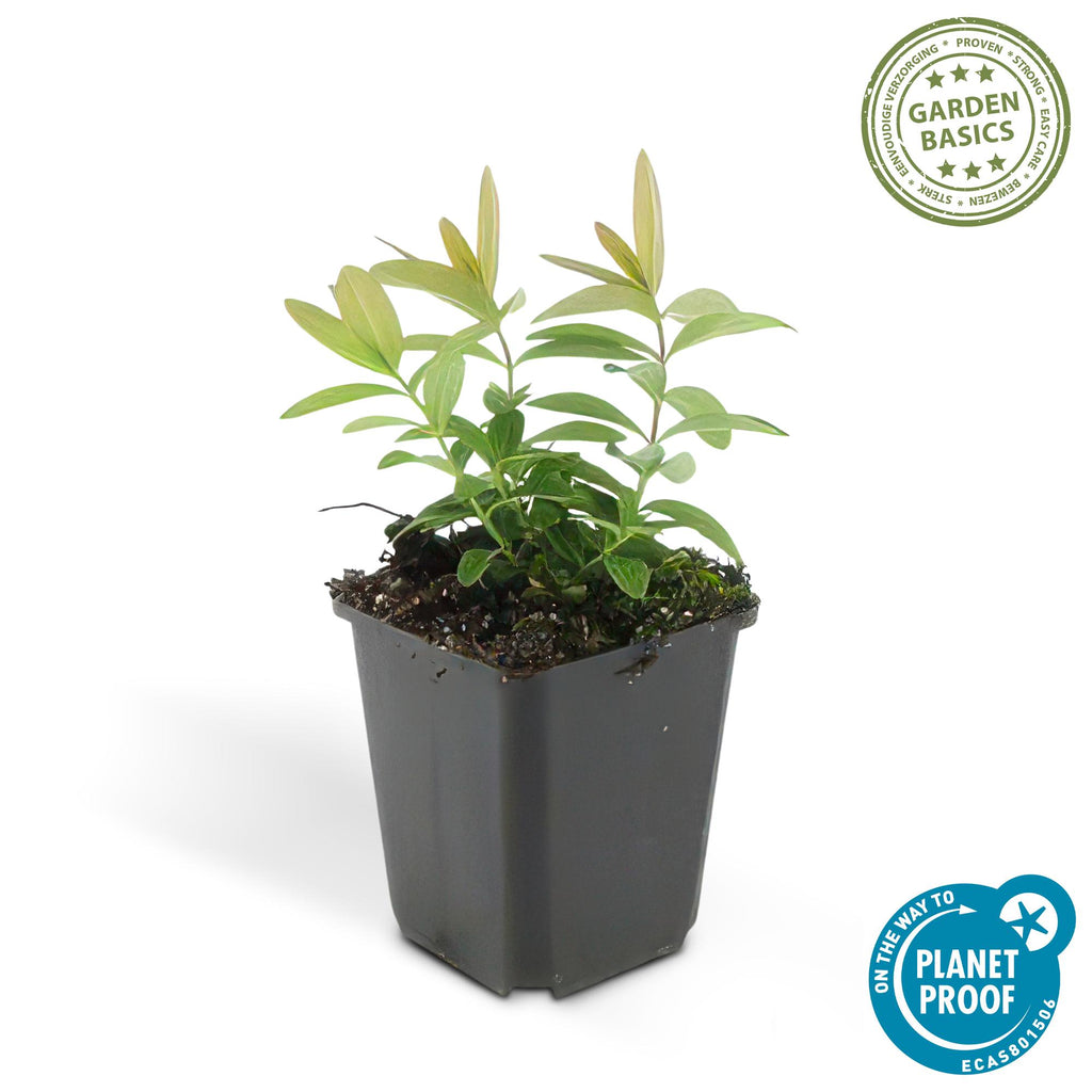 Hypericum calycinum (hertshooi) – 12 planten, Ø9 cm, 10–25 cm hoog – foto 3