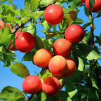 Prunus domestica 'Victoria' (Pflaumenbaum) – Ø 21 cm, 90 cm hoch
