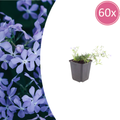 Phlox 'Emerald Cushion Blue-' (bruyère odorante) – 60 plants, Ø9 cm, 10–25 cm de haut