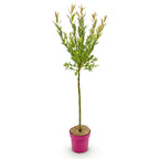 Salix 'Flamingo' (wilg) – Ø19 cm, 90–100 cm hoog