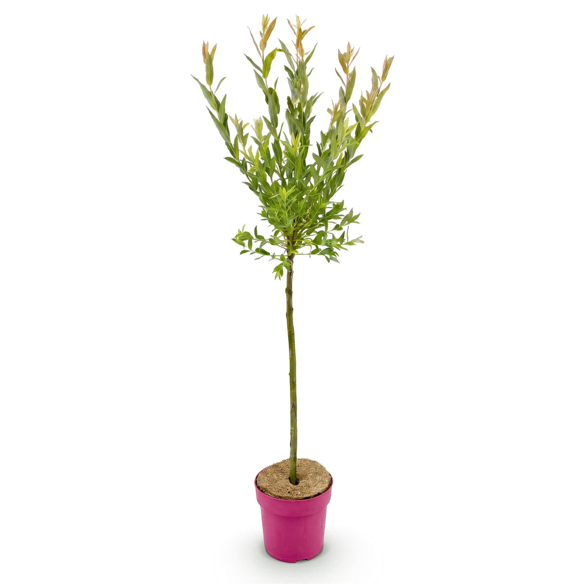 Salix 'Flamingo' (wilg) – Ø19 cm, 90–100 cm hoog