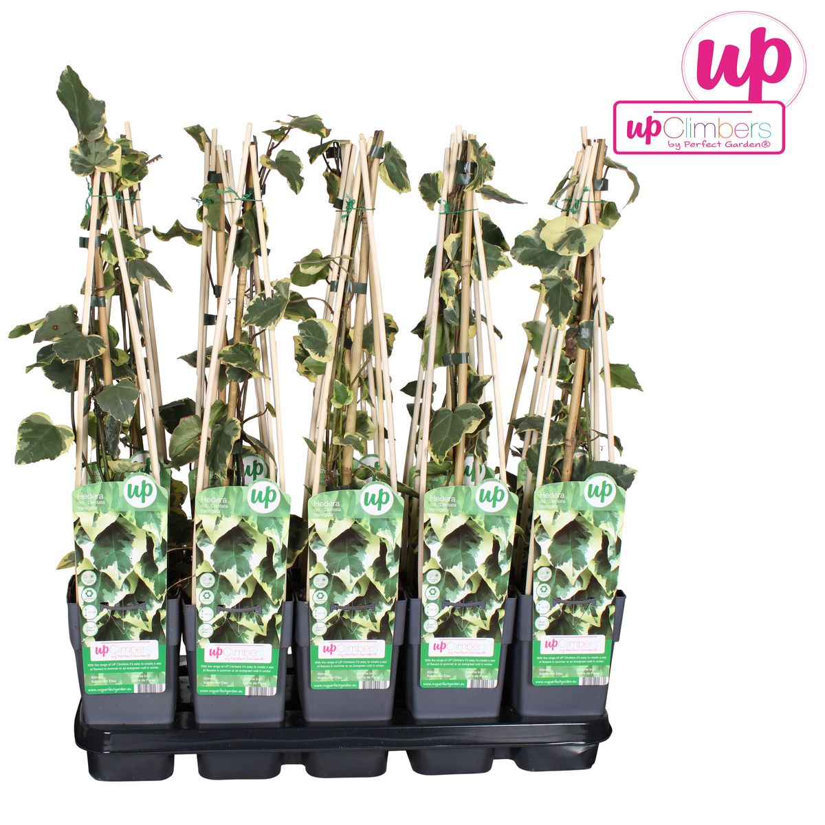 Hedera colchica 'Dentata Variegata' (klimop) – Ø15 cm, 65 cm hoog – foto 4