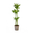 Dracaena fragrans Golden Coast (Drachenbaum) – Ø 24 cm, 130–150 cm hoch