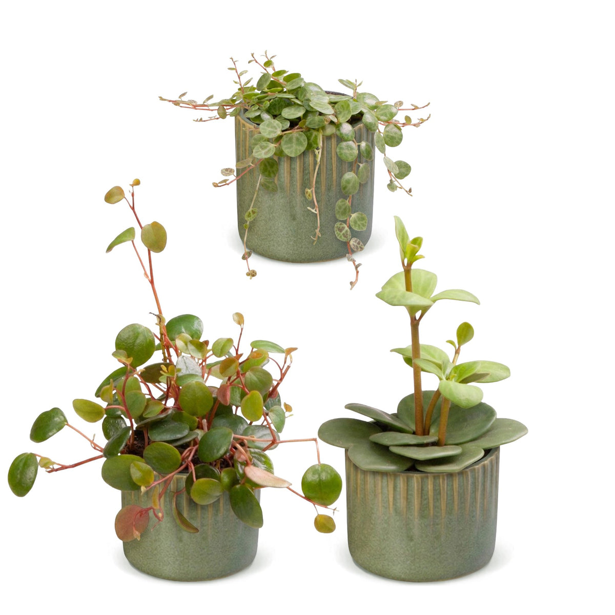 3× Baby Peperomia Mix incl. Linnea Olive – Ø6 cm, 5–15 cm de haut