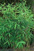 Fargesia rufa (bambus) – 6 planter, Ø13 cm, 25 cm høj