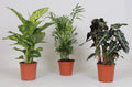 3× Plantemiks – Ø17 cm, 45–55 cm høj
