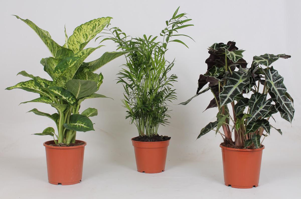 3× Plantemiks – Ø17 cm, 45–55 cm høj