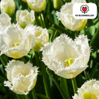 Tulp 'Honeymoon' – 20 bloembollen (bolmaat 11/12)