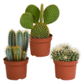 Kaktusmix (Cactaceae) uden urtepotte – Ø12 cm, 27 cm høj