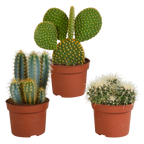 Kaktusmix (Cactaceae) uden urtepotte – Ø12 cm, 27 cm høj