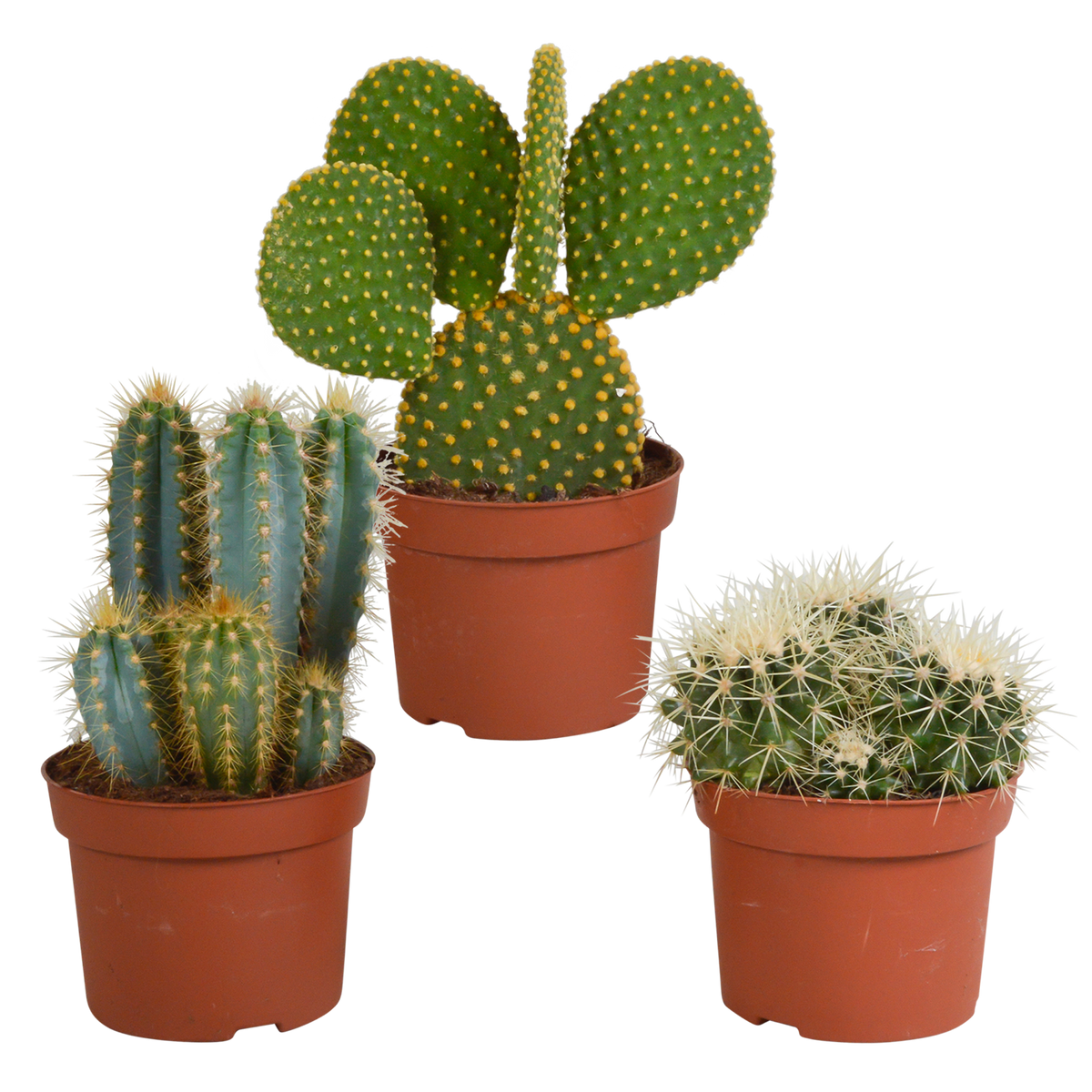 Kaktusmix (Cactaceae) uden urtepotte – Ø12 cm, 27 cm høj