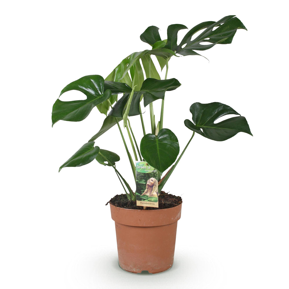 Monstera deliciosa (gatenplant) – Ø17 cm, 50–55 cm hoog