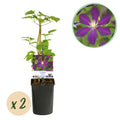 Clematis 'Mikelite' (Waldrebe) – violett – 2 Pflanzen, Ø 11 cm, 40 cm hoch