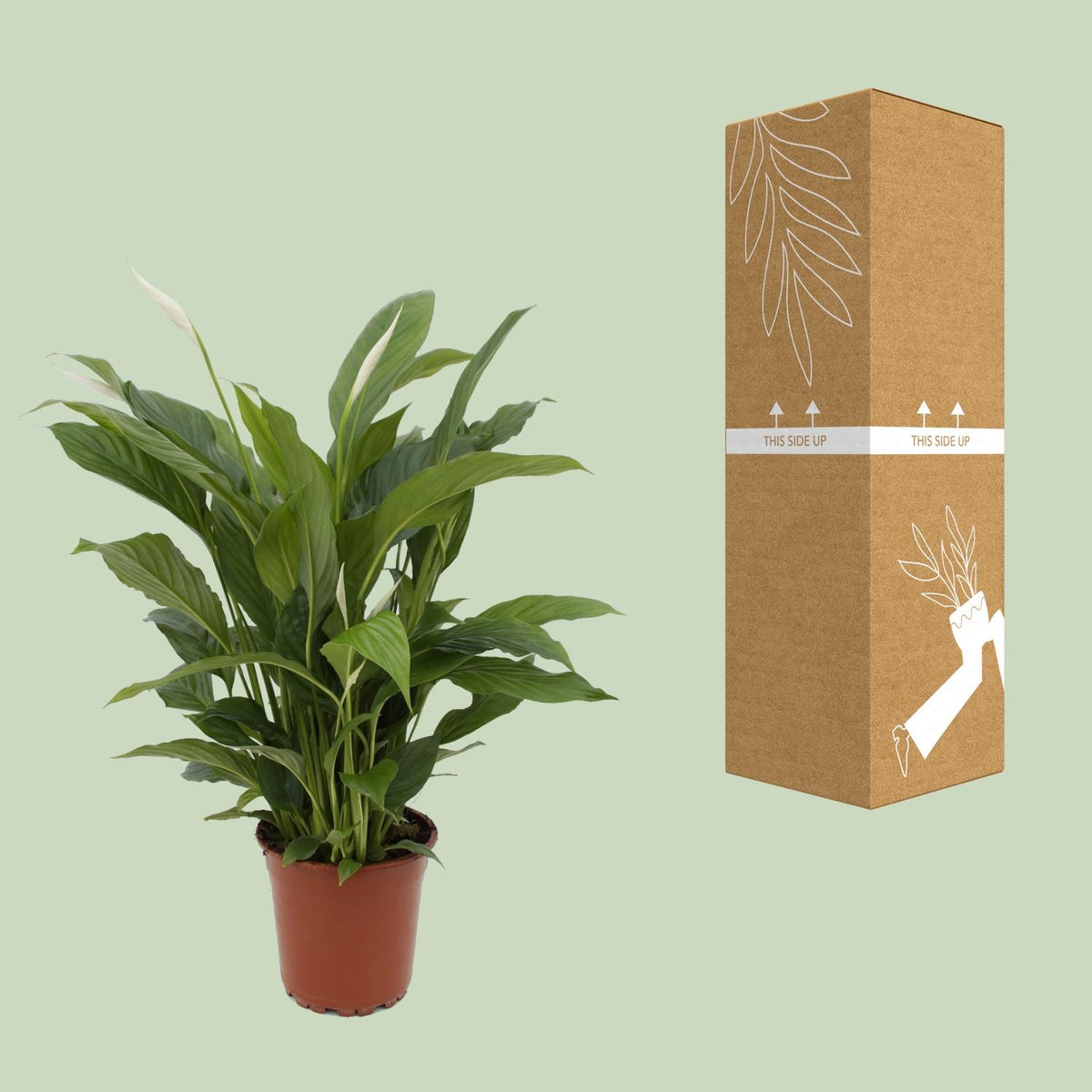 Spathiphyllum Torelli (lepelplant) – Ø17 cm, 65 cm hoog
