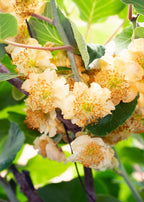 Actinidia deliciosa 'Jenny' (kiwi) – Ø13 cm, 45 cm high
