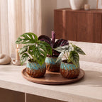 3× Jungpflanzen Dschungel-Mix inkl. Copper Reef – Ø6 cm, 10–15 cm hoch