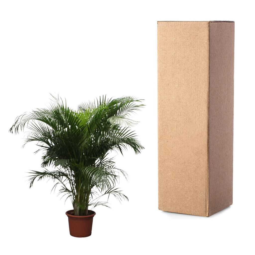 Areca-Palme (Dypsis) – Ø 40 cm, 230 cm hoch