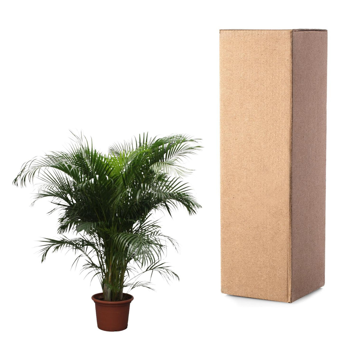 Areca-Palme (Dypsis) – Ø 40 cm, 230 cm hoch