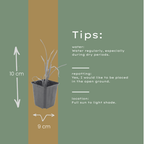 Hemerocallis 'Stella De Oro' (Taglilie) – 12 Pflanzen, Ø9 cm, 10–25 cm hoch