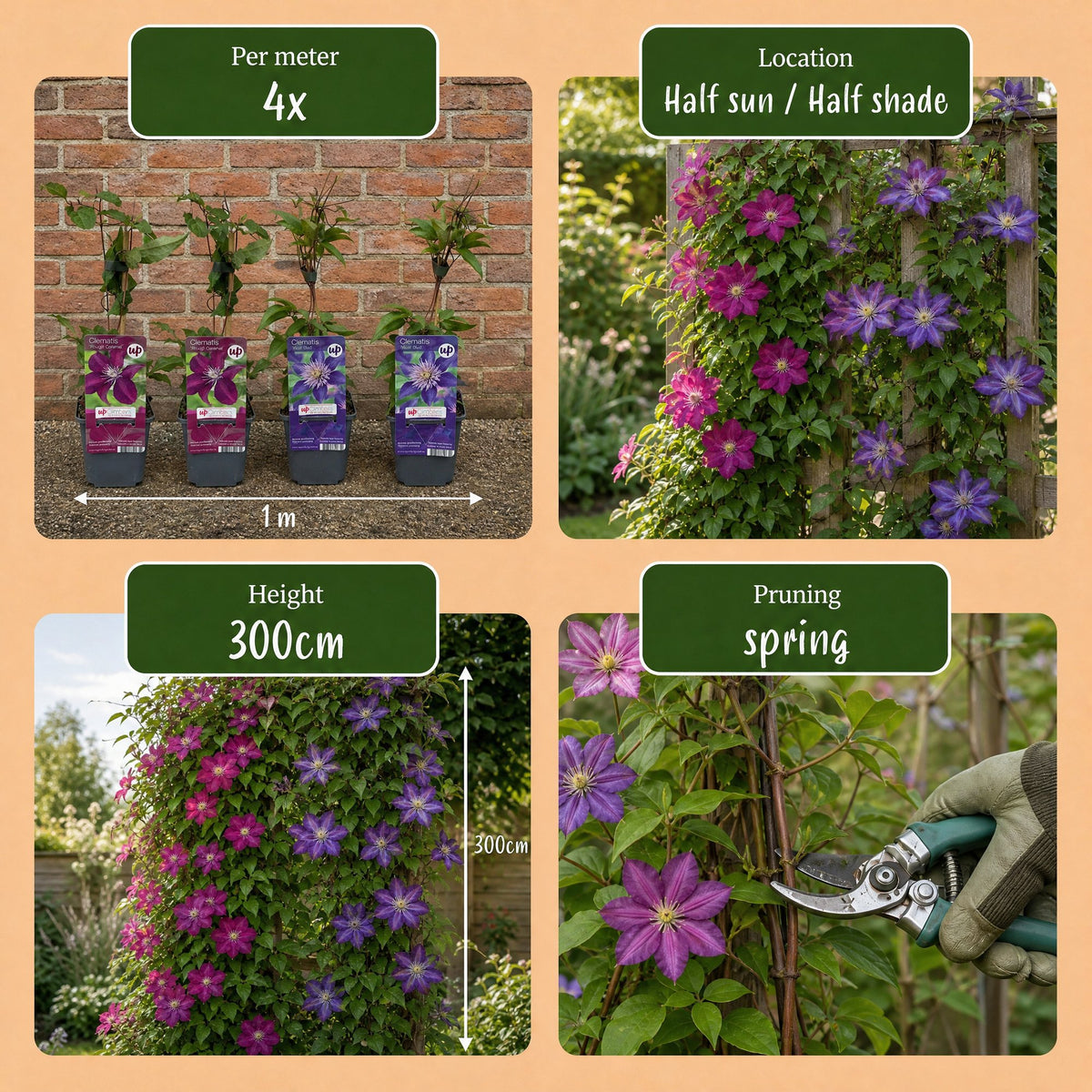 Clematis 'Duo Blue & Red' (bosrank) – blauw-rood – 12 planten, Ø9 cm, 35 cm hoog