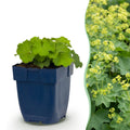 Alchemilla mollis (Frauenmantel) – gelb – 24 Pflanzen, Ø11 cm, 15–25 cm hoch