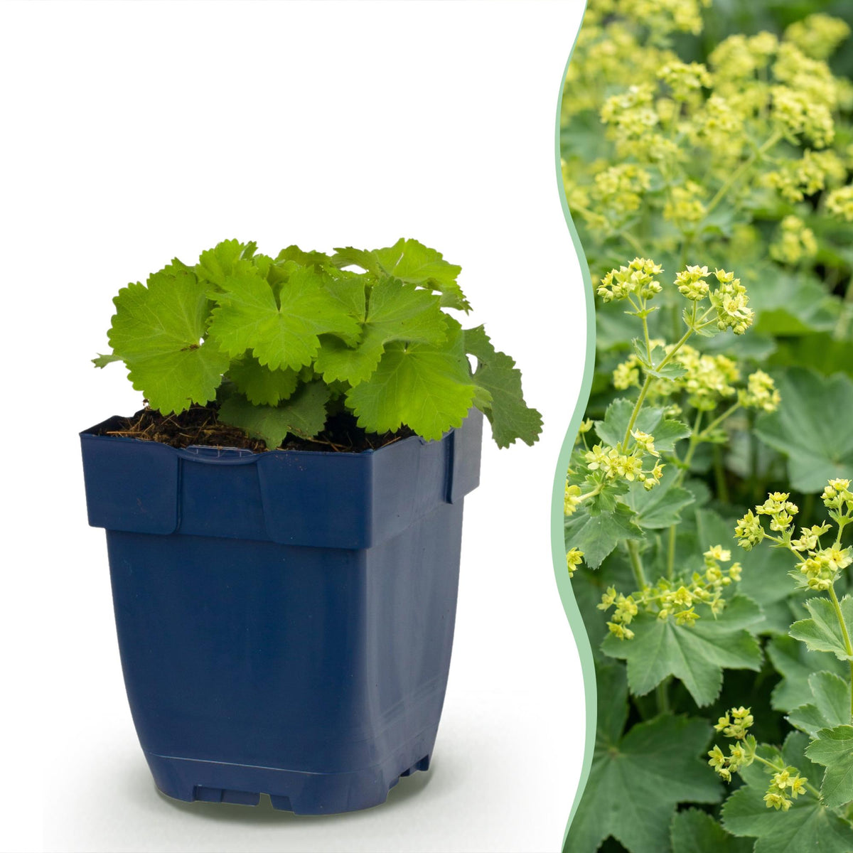 Alchemilla mollis (Frauenmantel) – gelb – 24 Pflanzen, Ø11 cm, 15–25 cm hoch