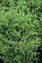 Symphoricarpos ch. 'Hancock' (snowberry) – 24 plants, Ø9 cm, 10–25 cm high
